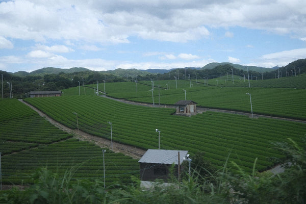 Wir haben unsere Matcha Farm in Yame besucht!